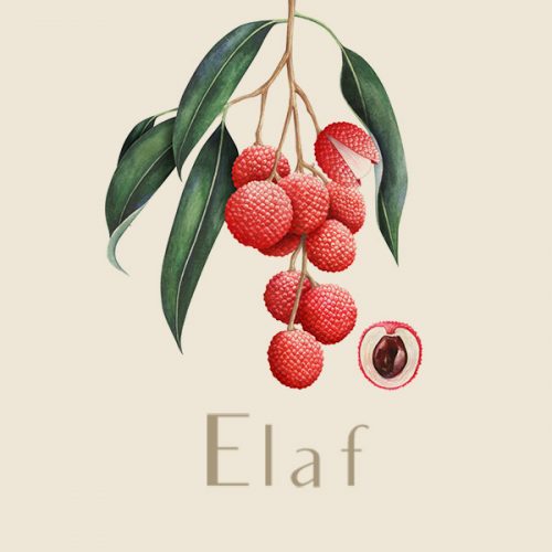 elaf