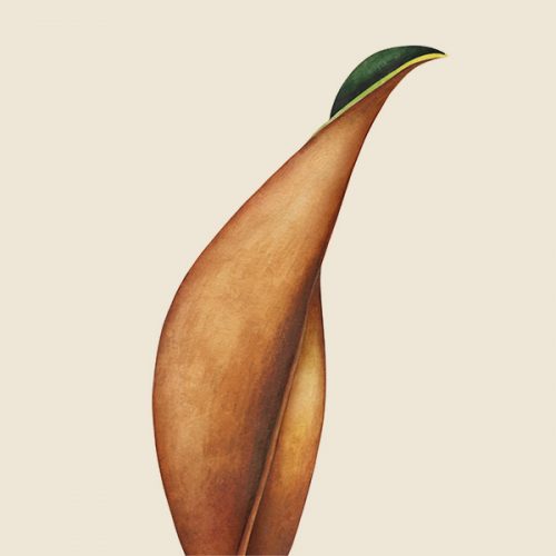 hojamarron