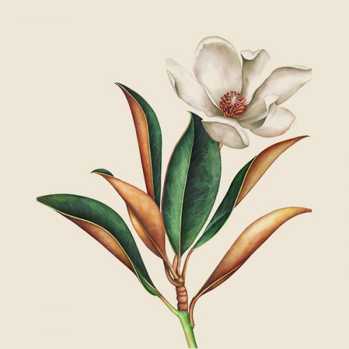plantaflor