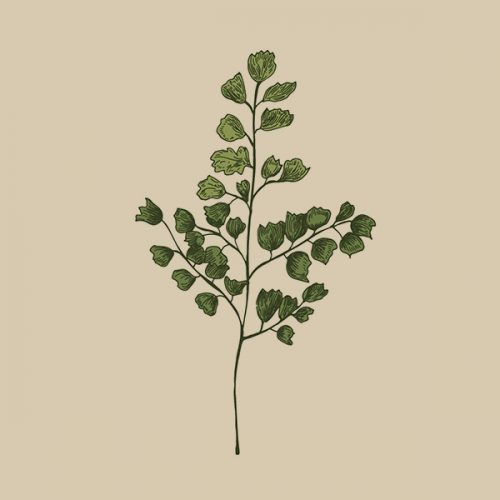 plantafondomarron