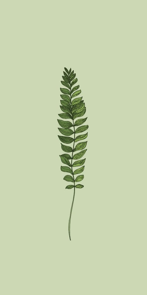 plantaFVerde